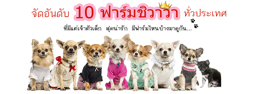 10 อันดับ ฟาร์มชิวาวาที่โดนใจคนที่สุด!!