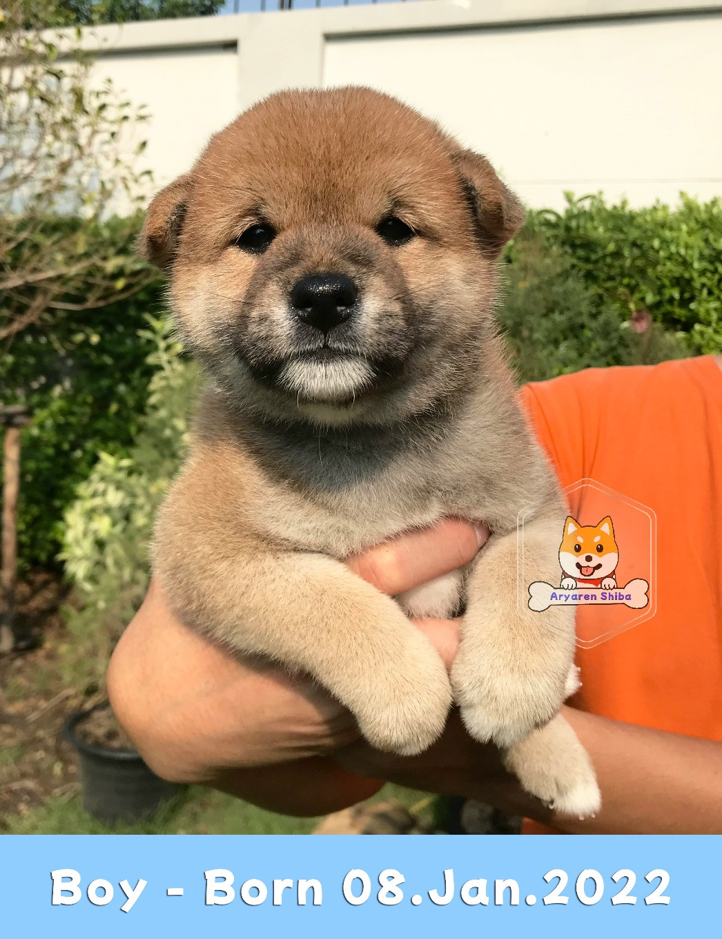 [ขาย] ชิบะพันธ์แท้ ลูกแช้มป์5ประเทศ