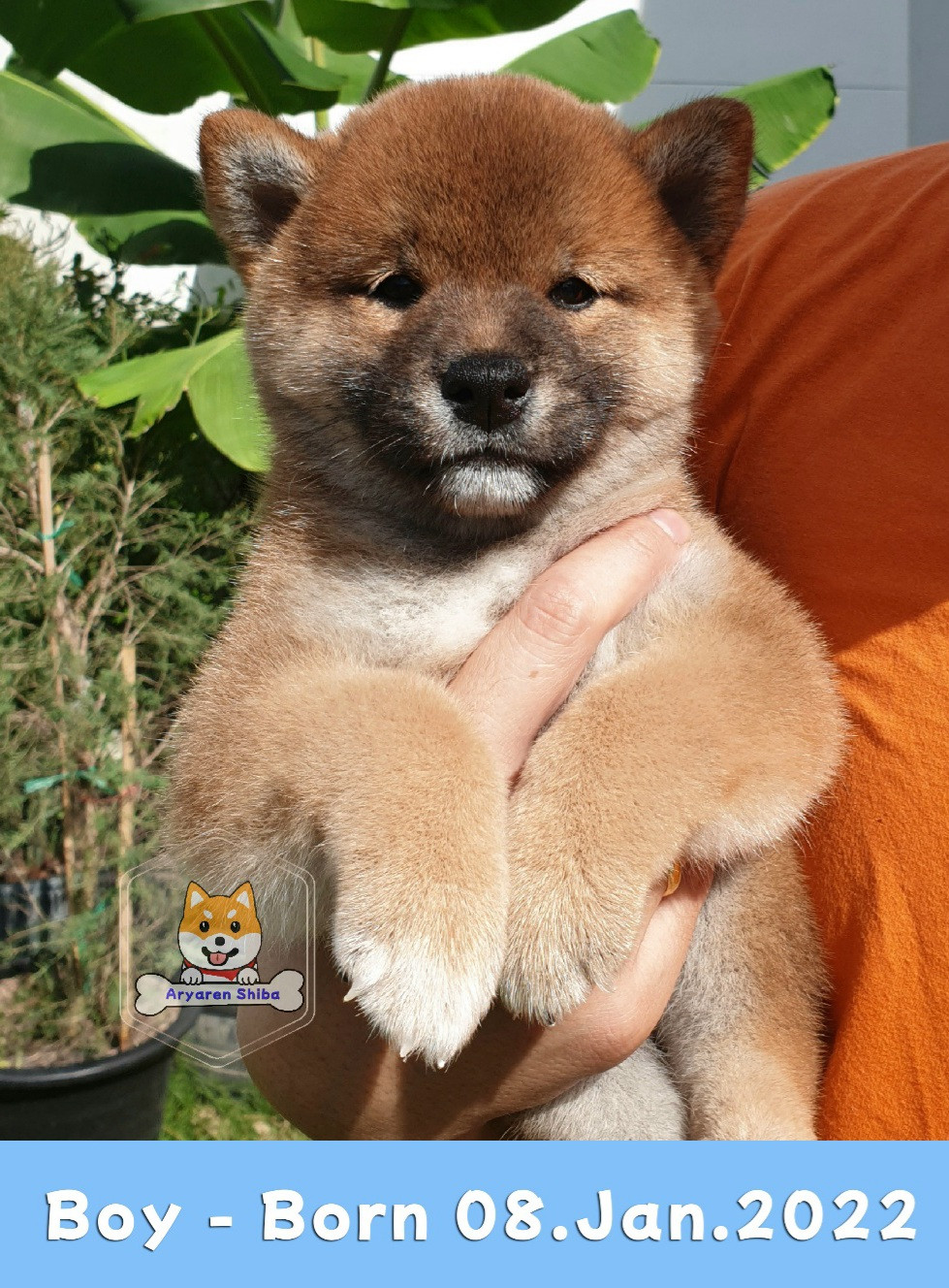 [ขาย] ชิบะพันธ์แท้ ลูกแช้มป์5ประเทศ เกรดประกวด