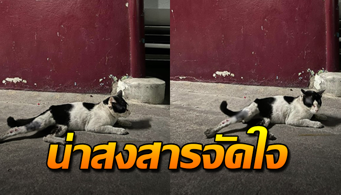นอนแน่นิ่งรอสิ้นลมไร้ความหวัง เพราะถูกรถชนยังรอคนเข้ามาช่วยเหลือ