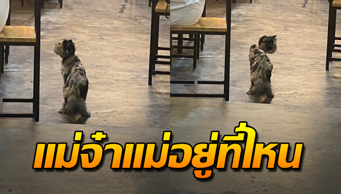 ยังตามหาอยู่ทุกที่ ยังมีความหวัง ว่าจะเจอคนที่เคยดูแล แม้ขอเขากินประทังหิว