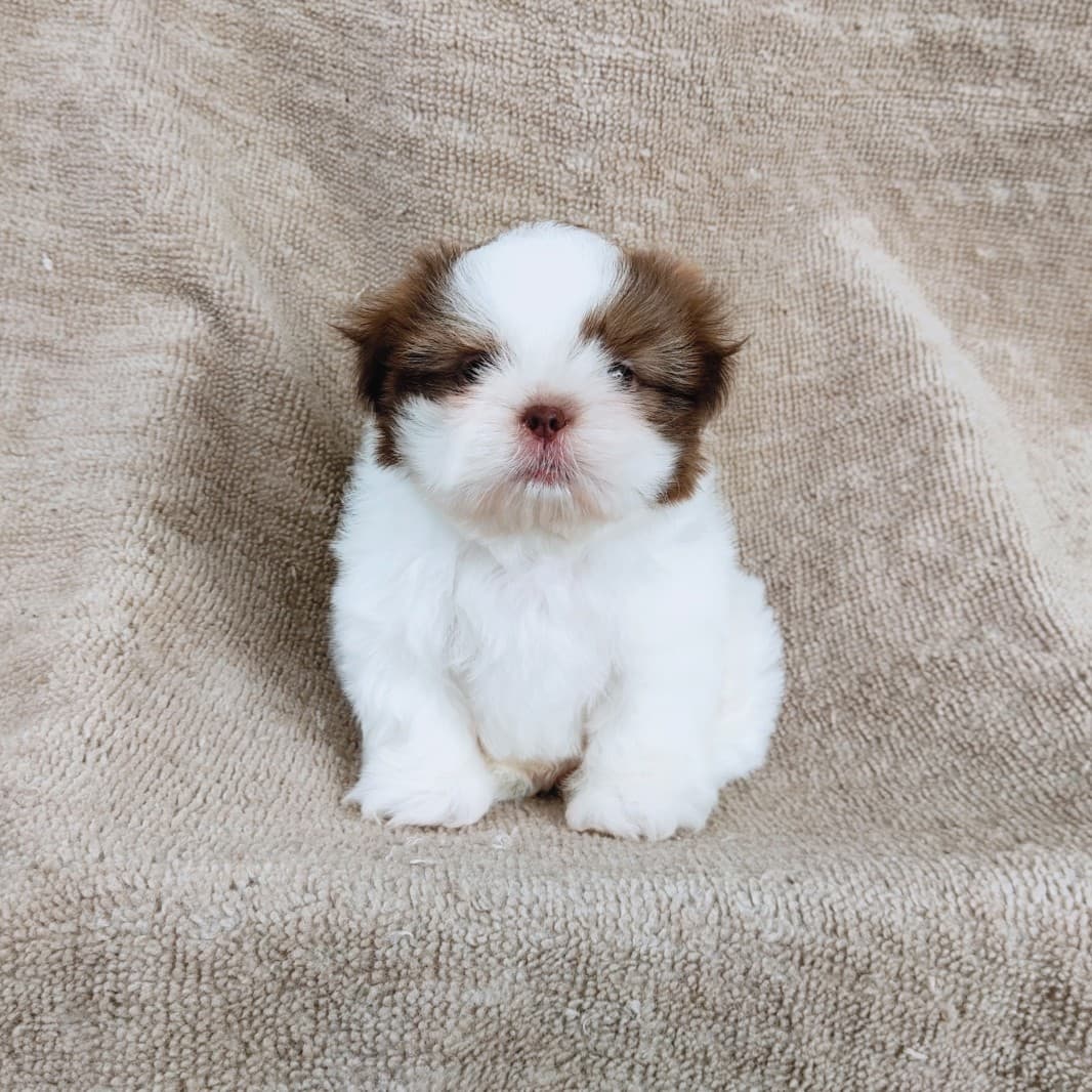 ชิสุแท้ 6900.- จมูกตับ เก็บปลายทาง มีปะกันสุขภาพเทสลำไส้อักเสบ line::happyshihtz