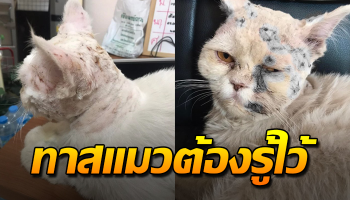 สาวโพสต์อุทาหรณ์หลังแมวที่เลี้ยงไว้ ถูกแมวอื่นเข้ามาฟัดถึงในบ้านจนเจ็บหนัก