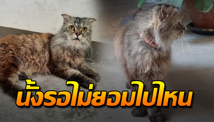 แมวพันธุ์เดินวนอยู่ที่เดิม ไม่ยอมไปไหน หวังแค่อยากให้ช่วย