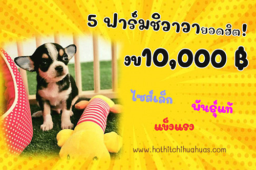 5 ฟาร์มชิวาวา สุดฮ็อตในราคากันเอง!!!