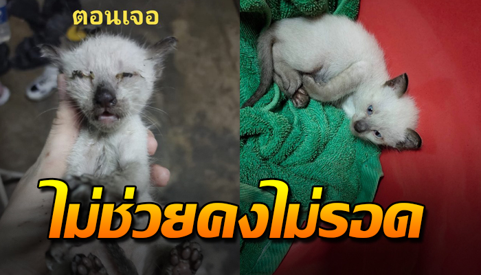 ฝนก็ตกทั้งคืนเฝ้าส่งเสียงร้อง ตอนแรกยังคิดว่านก จริงๆแล้วเป็นลูกแมว