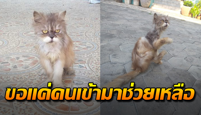 เจ้าเหมียวอาศัยนอนในพลาสติกสานบังแดดฝน ตัวทุกข์ทนโดนไล่เพราะกลัวเชื้อราติด