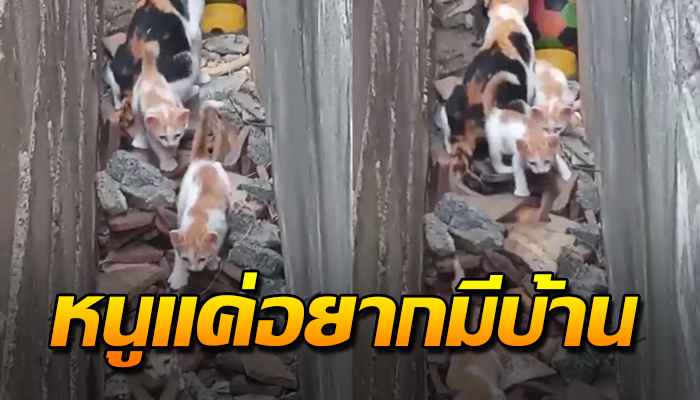 แม่จำต้องหาบ้านให้ลูกๆอยู่ กลัวลูกอด เพียงเพราะความเป็นแม่ดิ้นรน หาข้าวให้ลูกกิน