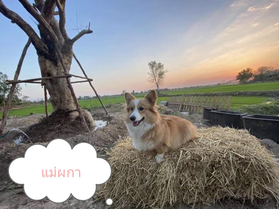 น้องคอร์กี้ พร้อมย้ายบ้านค่ะ ชาย1 ญ3