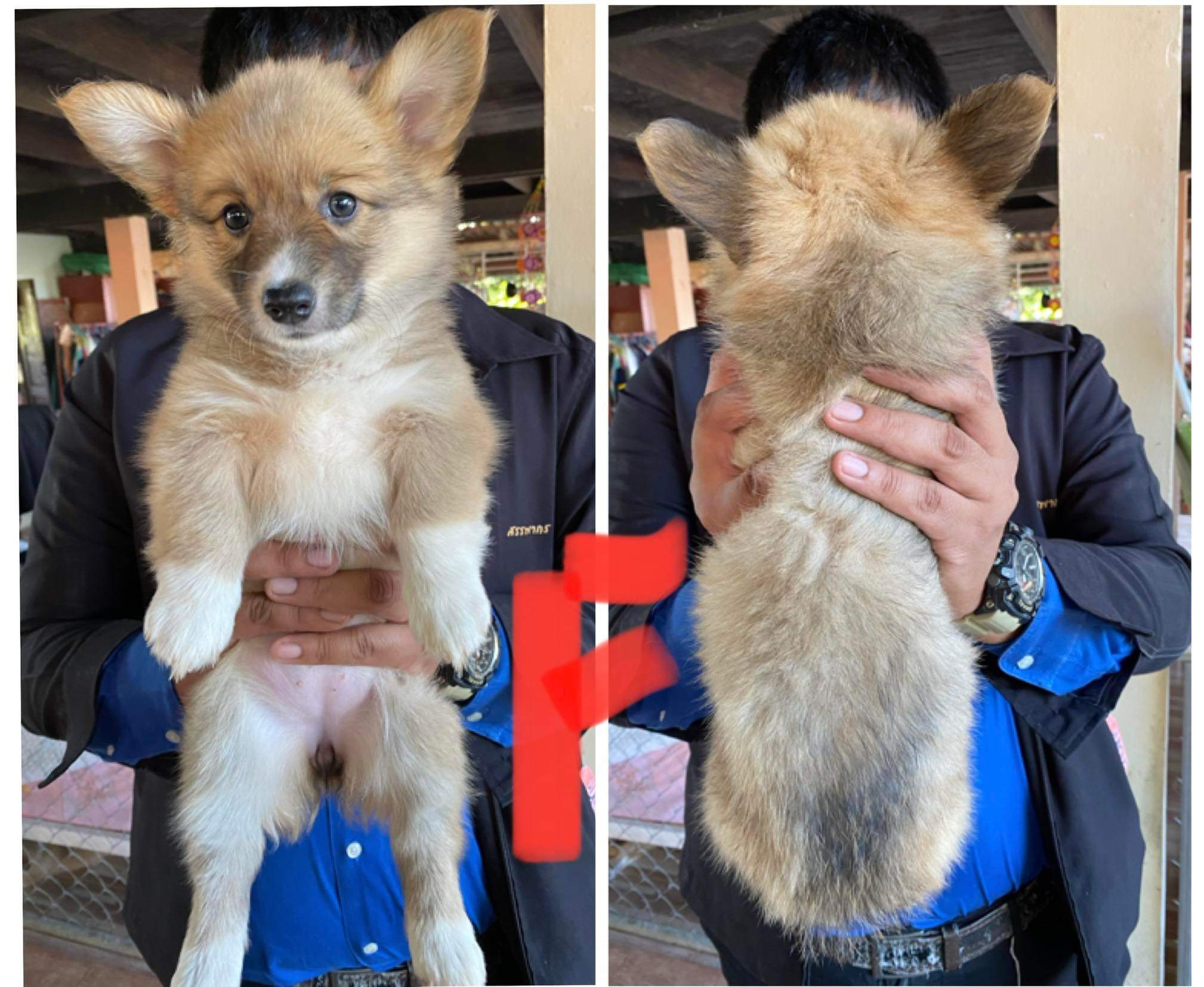 น้องคอร์กี้ พร้อมย้ายบ้านค่ะ ชาย1 ญ3