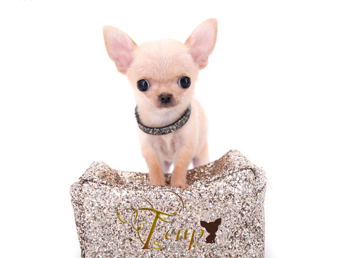 Top quality of Chihuahuas