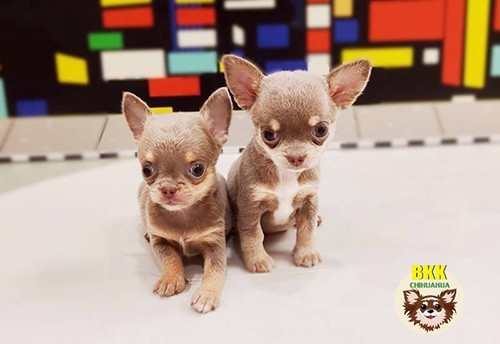www.bkkchihuahua.com
