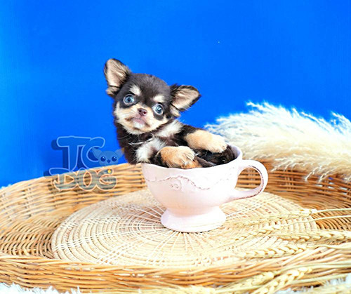 teacupdog ฟาร์มชิวาวา เกรดพรีเมียม