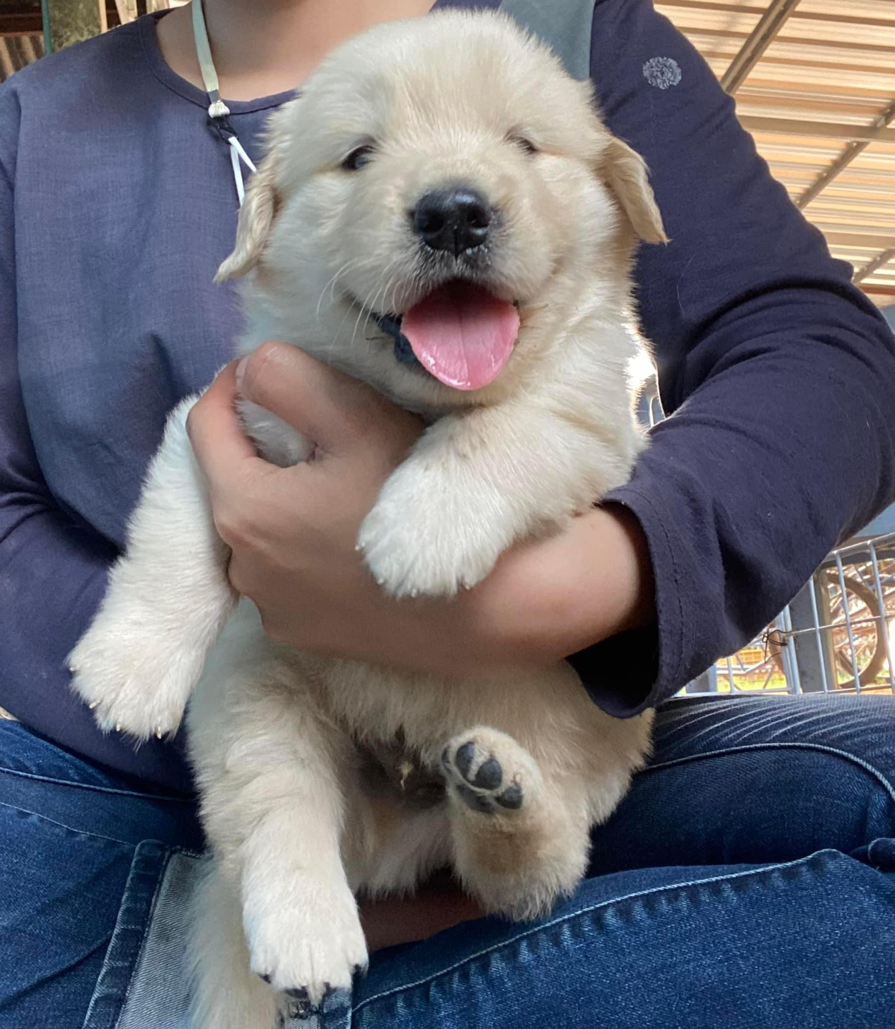 ขายน้องหมาโกรเด้น