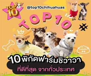 จัดอับดับ 10 ฟาร์มชิวาวา ทีีดีที่สุดในไทย!