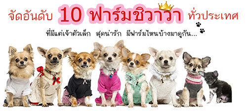 10 อันดับ ฟาร์มชิวาวาที่โดนใจคนที่สุด!!