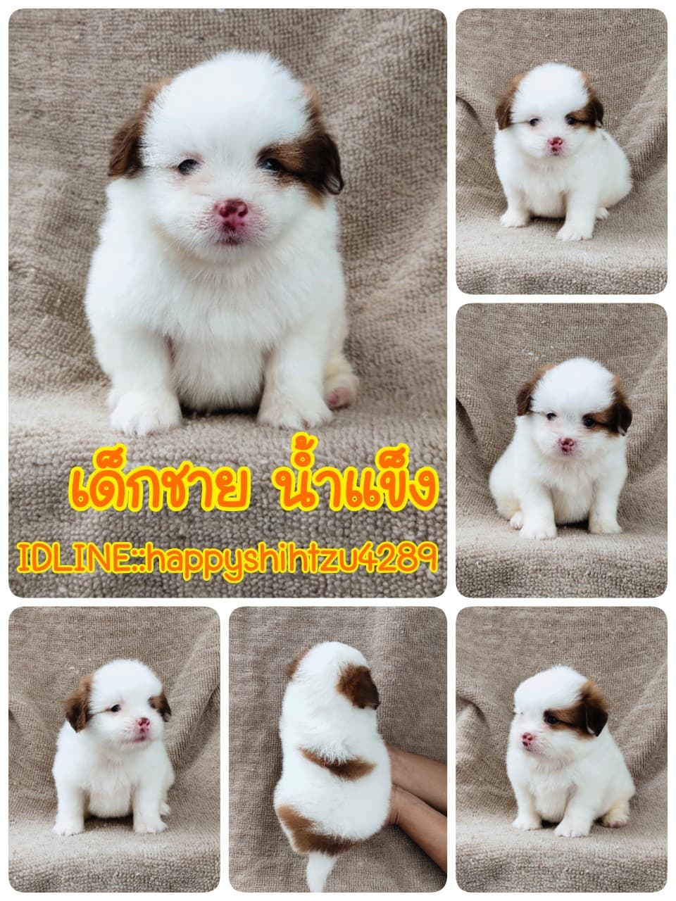 ชิสุผสมปอมจมูกตับตาสีเทา4900.- เก็บปลายทาง มีปะกันสุขภาพline::happyshihtzu4289