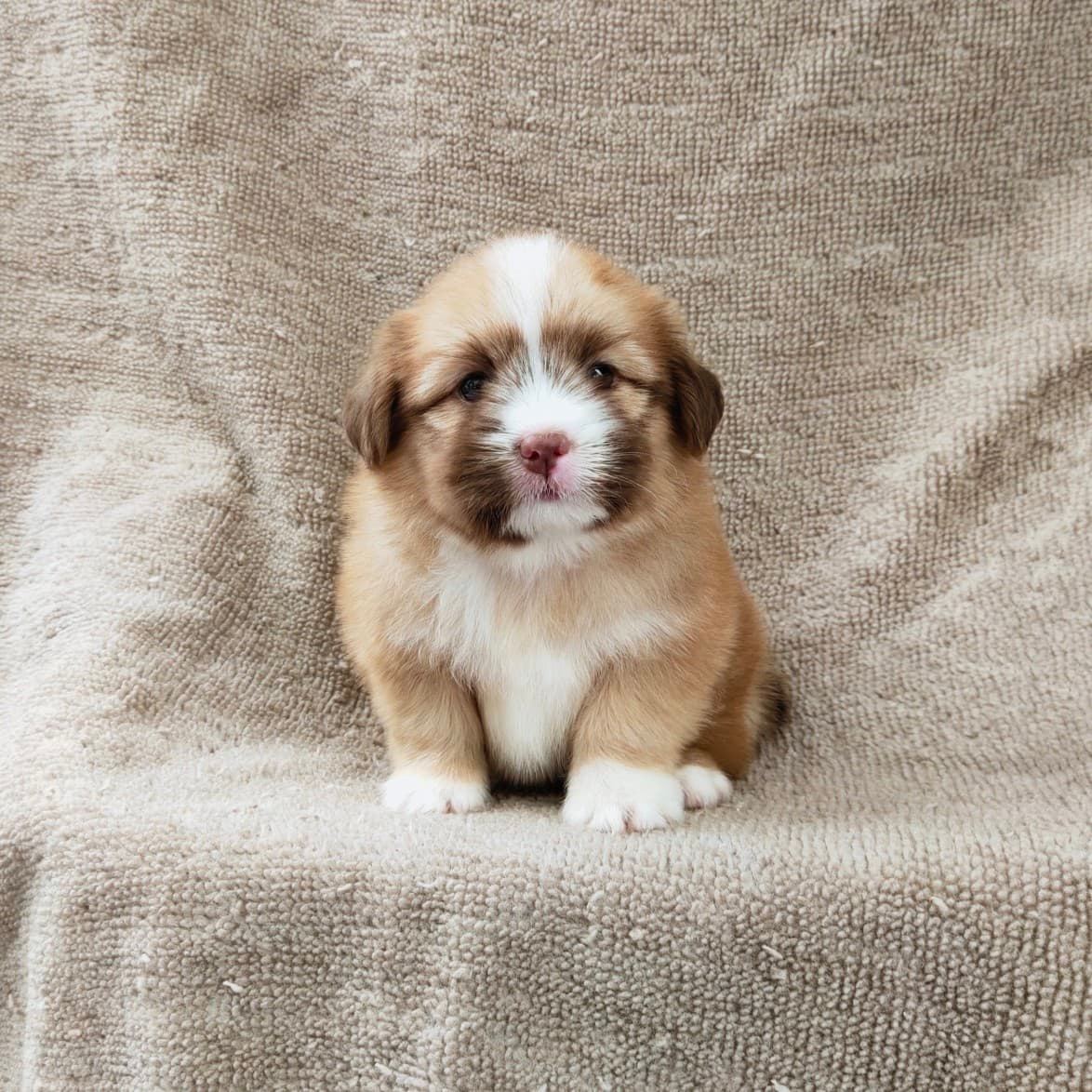 ชิสุผสมปอมจมูกตับตาสีเทา4900.- เก็บปลายทาง มีปะกันสุขภาพline::happyshihtzu4289