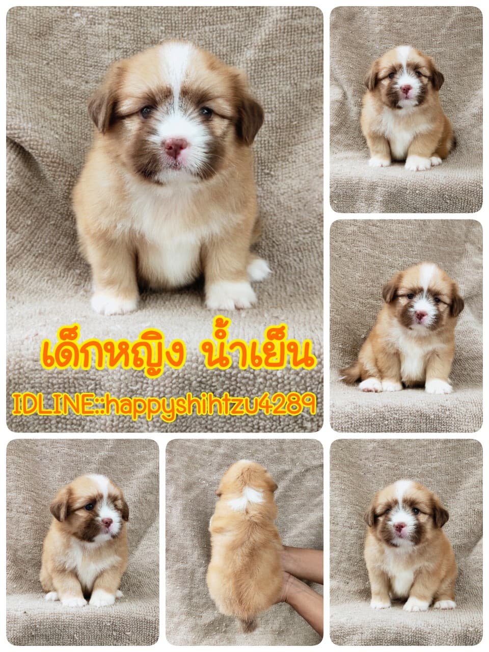 ชิสุผสมปอมจมูกตับตาสีเทา4900.- เก็บปลายทาง มีปะกันสุขภาพline::happyshihtzu4289