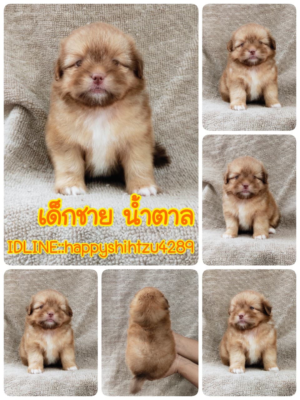 ชิสุผสมปอมจมูกตับตาสีเทา4900.- เก็บปลายทาง มีปะกันสุขภาพline::happyshihtzu4289