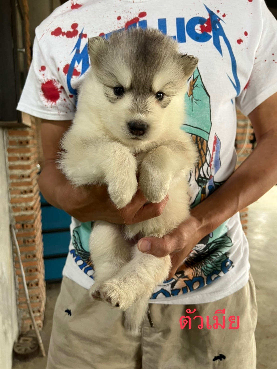 ขายลูกไซบีเรียน