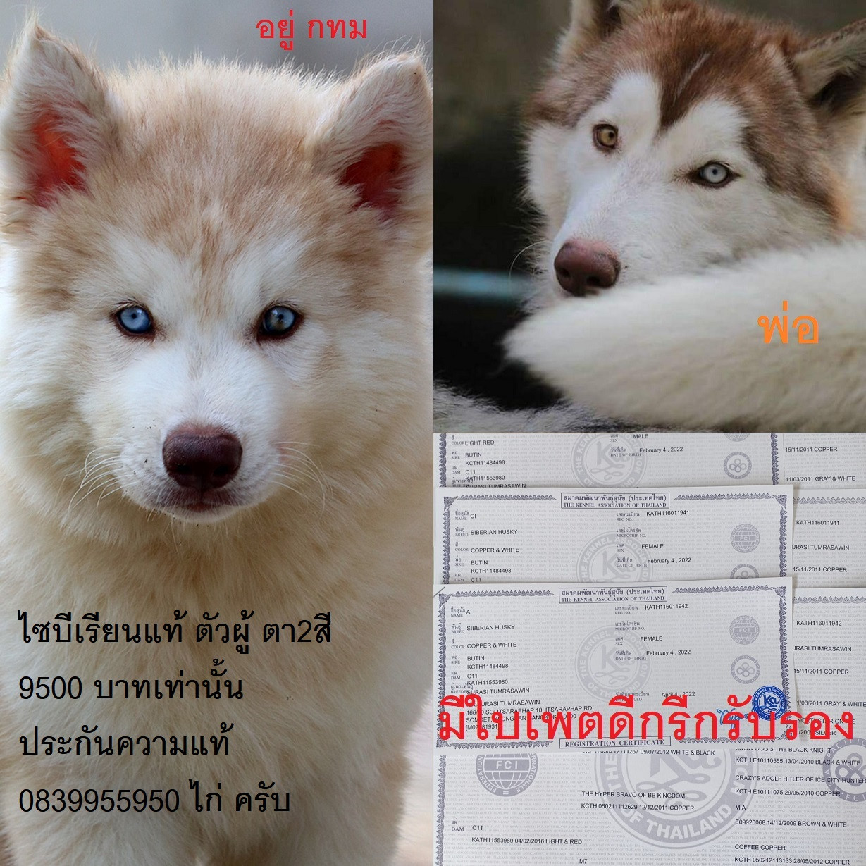ขาย ไซบีเรียน ฮัสกี้,  กทม  มารับเองลดได้ครับ มีใบเพตดีกีรับลอง