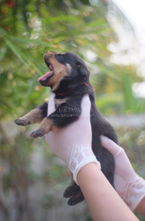 น้องร็อต ด.ญ.หาผู้ปกครอง พิจิตร