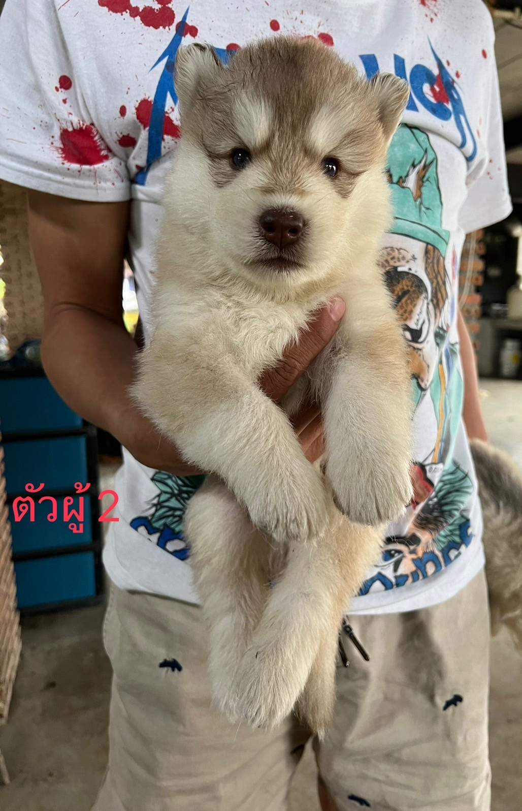 ขายลูกหมาไซบีเรียน