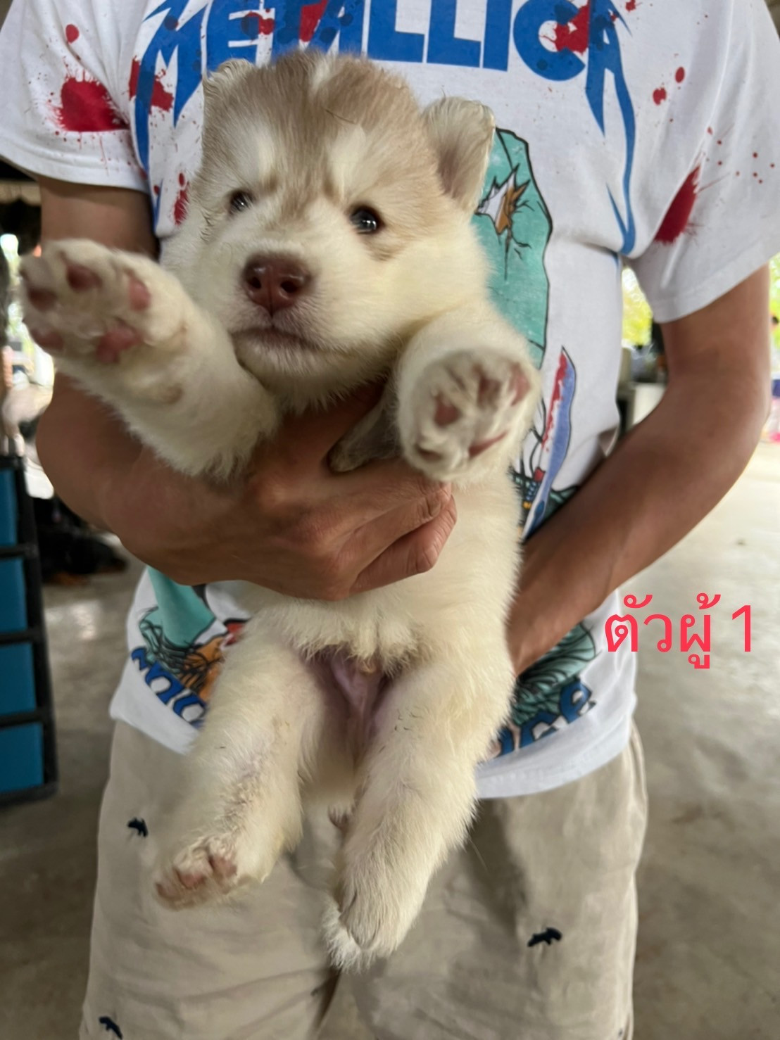 ขายลูกหมาไซบีเรียน