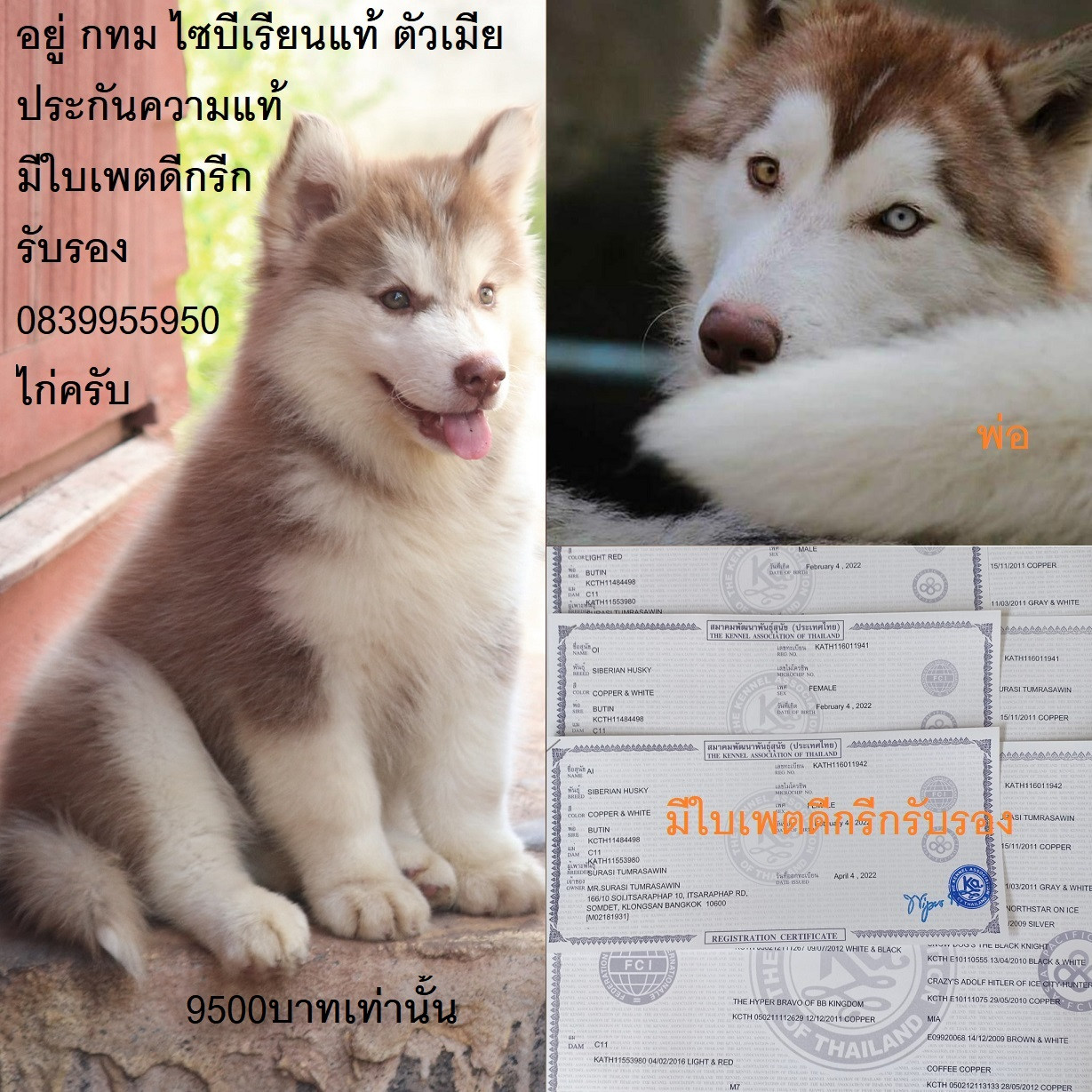 ขาย ไซบีเรียน ฮัสกี้,  กทม  มารับเองลดได้ครับ มีใบเพตดีกีรับลอง ขาย หมาไซบีเรียน