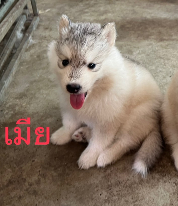 ขายลูกสุนัขไซบีเรียน
