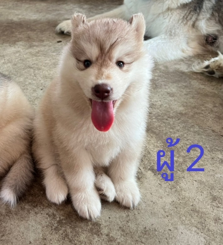 ขายลูกสุนัขไซบีเรียน