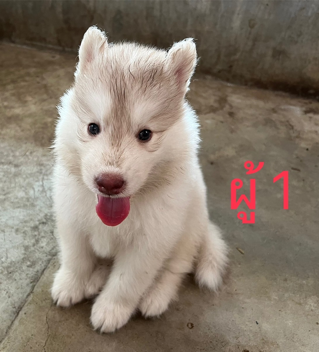 ขายลูกสุนัขไซบีเรียน