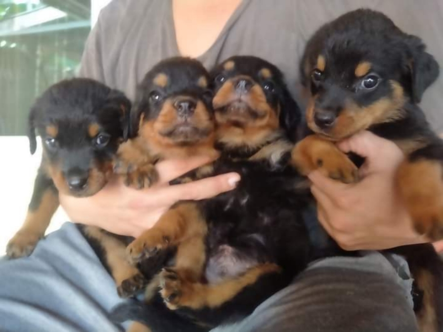 4สาว