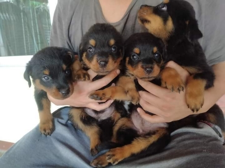 4สาว