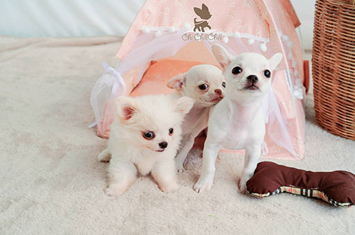 ฟาร์มชิวาวาสีขาว (chichillchill.com)