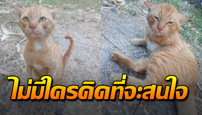 หมดแล้วหนทางบ้านหลังแรก เพราะขาเป๋ไร้คนรัก ด้วยตัวเป็นจรใครๆก็ไม่สนใจ