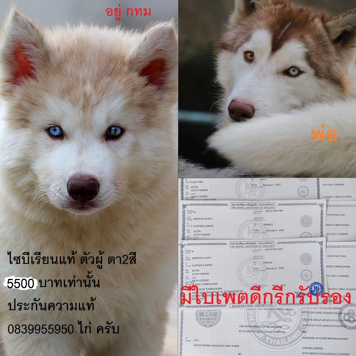 ขาย ไซบีเรียน ฮัสกี้,  กทม  มารับเองลดได้ครับ มีใบเพตดีกีรับลอง