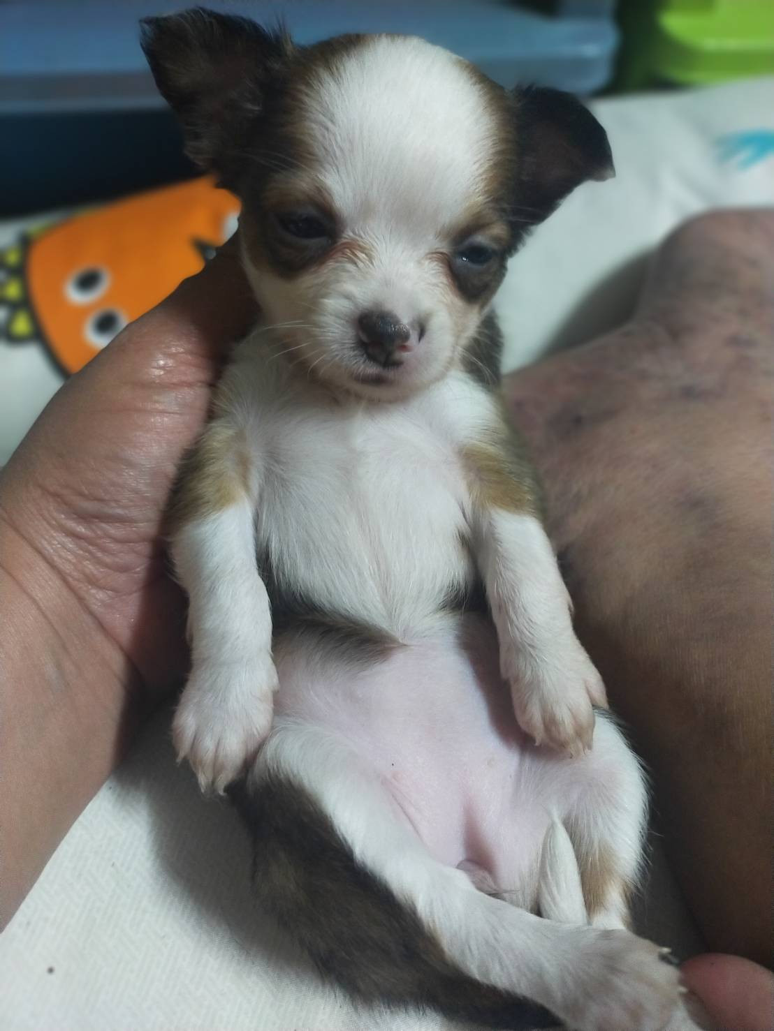 ขายน้องชิวาว่า แท้ ราคาตัวล่ะ 1500