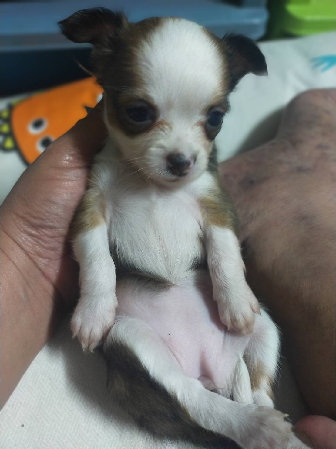 ขายน้องชิวาว่า แท้ ราคาตัวล่ะ 1500