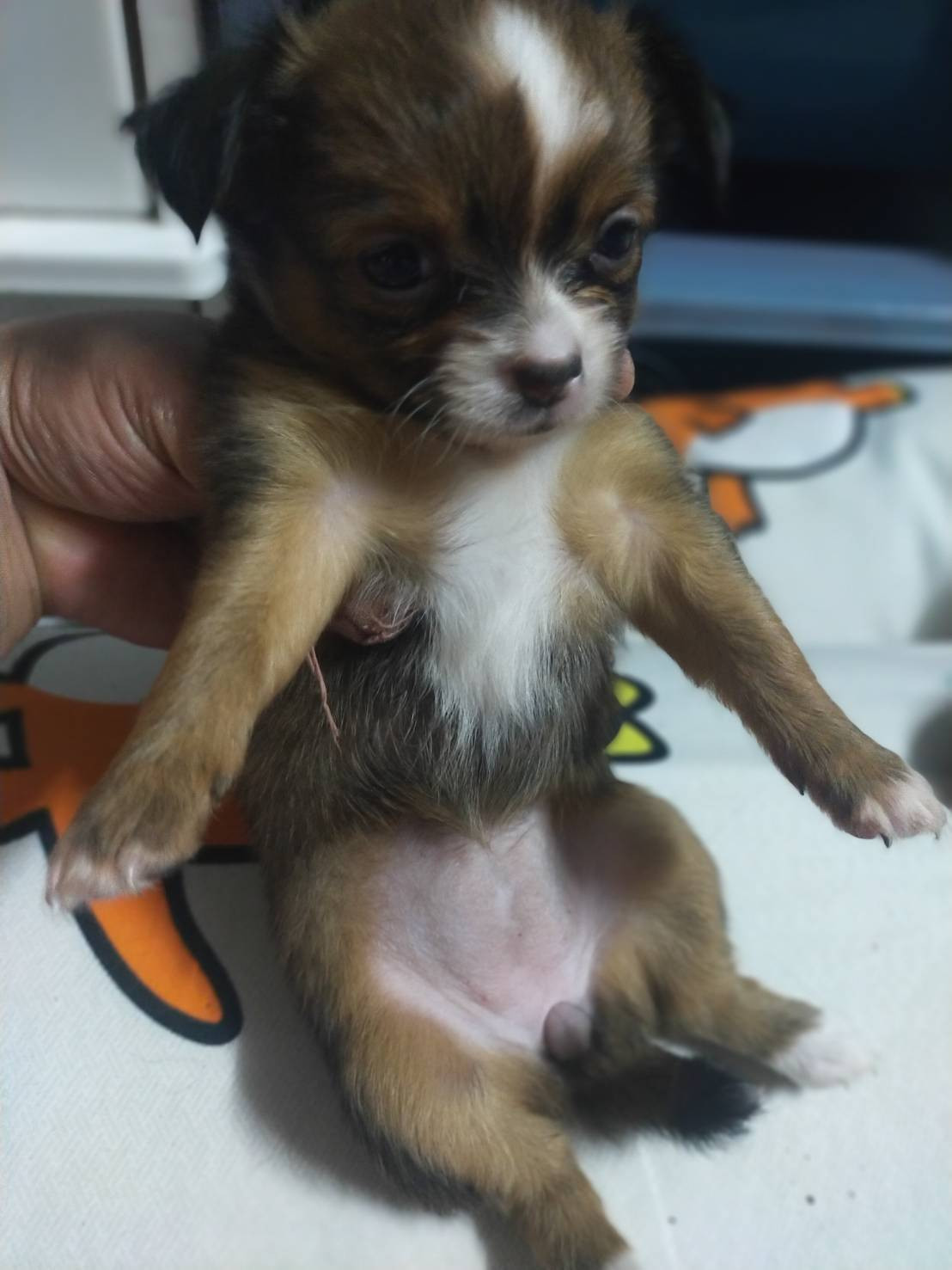 ขายน้องชิวาว่า แท้ ราคาตัวล่ะ 1500