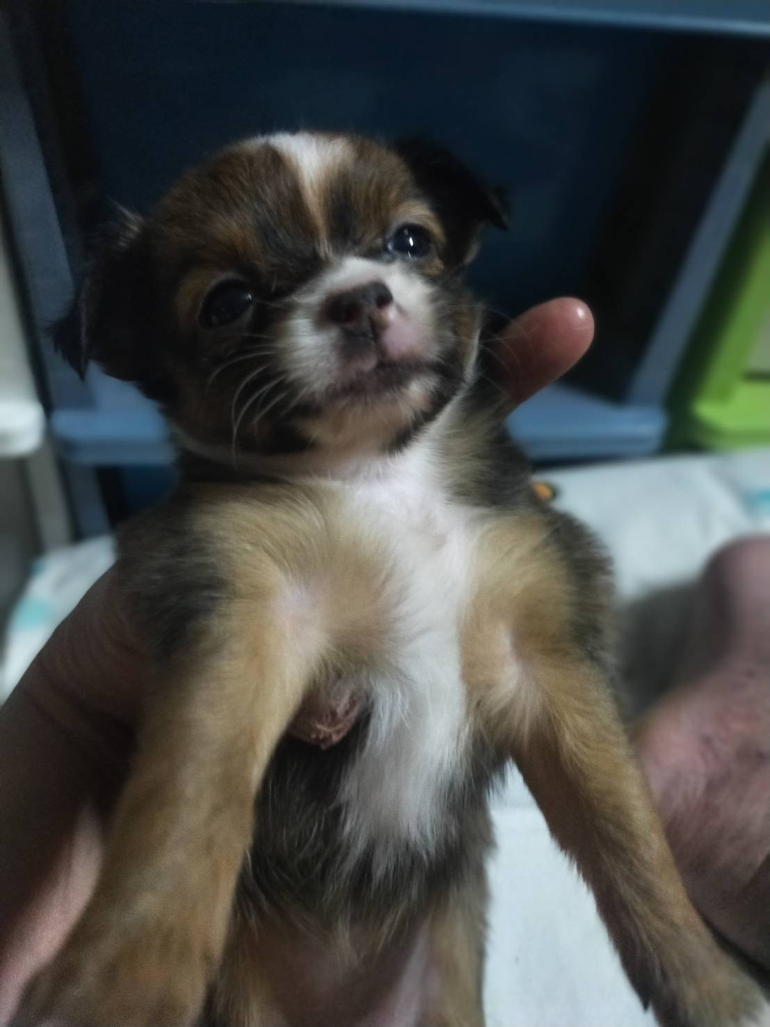 ขายน้องชิวาว่า แท้ ราคาตัวล่ะ 1500