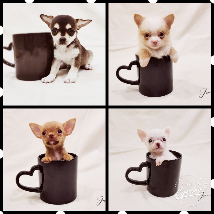 www.jasperkennel.com (ชิวาวาทีคัพ)