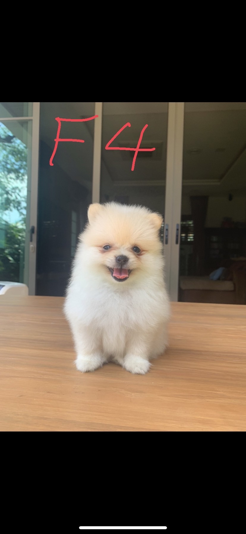 น้องปอม เพศเมียอายุ 3 เดือนครึ่ง ไซค์เล็ก น่ารัก