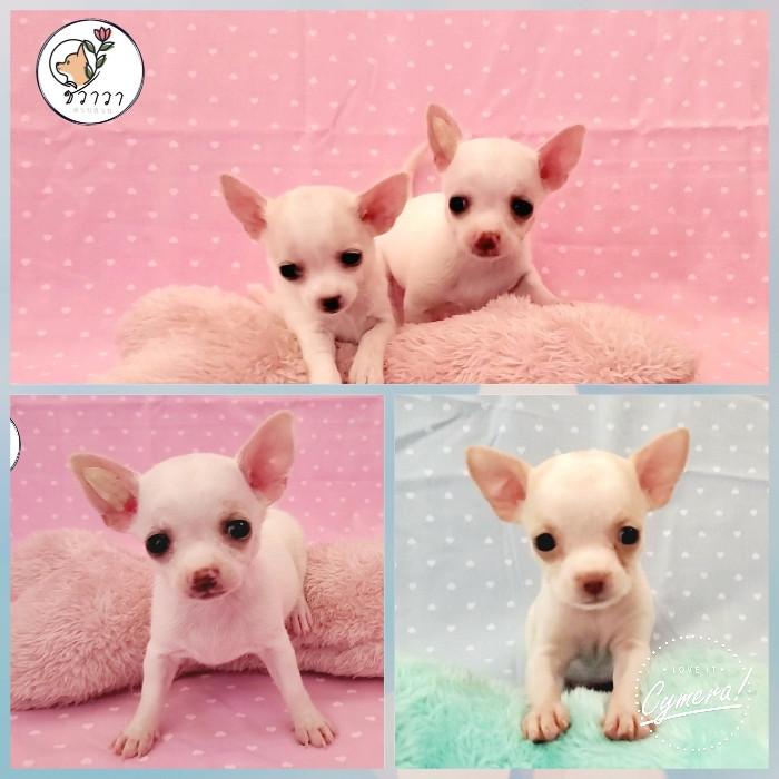 www.chihuahuaswyswy.com(ชิวาวา เกรดสวยสวย)