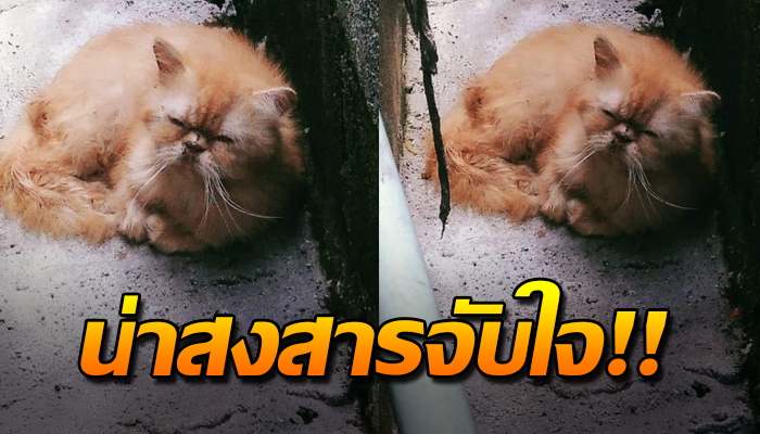เจ้าเหมียวจำต้องนอนกกกอดตัวใจหนาวสั่น ชีวิตเศร้าเร่ตามหาเจ้าของ ตัวทนเฝ้าตากฝน