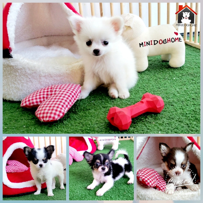 www.minidoghome.org(มินิด็อกโฮม)