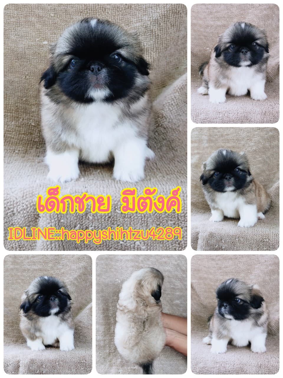 ปักกิ่งแท้ 9500.-เกรดสวยมีปะกันสุขภาพ เทสลำไส้ก่อนส่งline::happyshihtzu4289