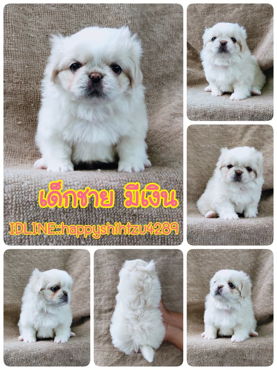 ปักกิ่งแท้ 9500.-เกรดสวยมีปะกันสุขภาพ เทสลำไส้ก่อนส่งline::happyshihtzu4289