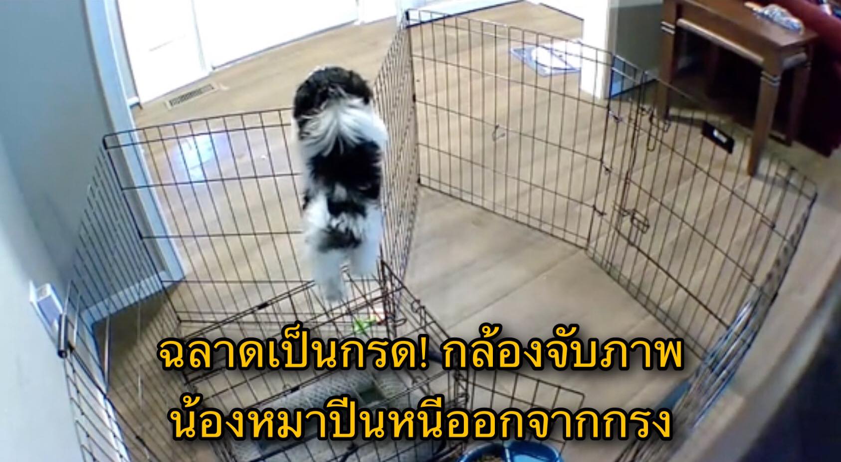 ฉลาดเกินไปป่ะ! กล้องจับภาพน้องหมาปีนหนีออกจากกรง